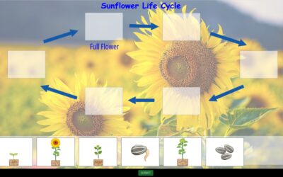 5 Types of Activities You Can Make with the Drag & Drop Activity Creator